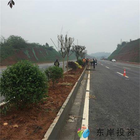 岷东大道东坡段5.8公里道路隔离带绿化工程(图3) 岷东大道东坡段5.8公里道路隔离带绿化工程(图3)
