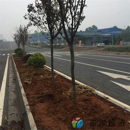 岷东大道东坡段5.8公里道路隔离带绿化工程(图2) 岷东大道东坡段5.8公里道路隔离带绿化工程(图2)